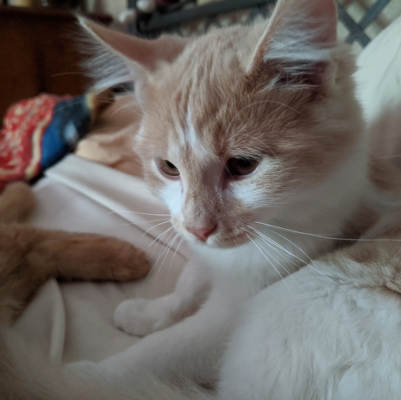 Lamp Cheap - Picture 8 of 8